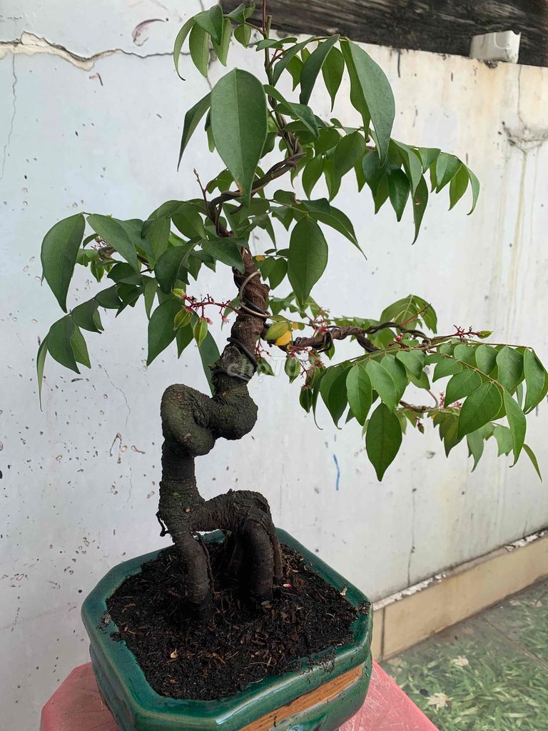 khế nhật đầy hoa trái,bonsai mini đế thú siêu quái