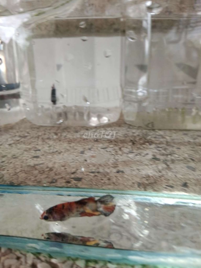 Cá betta 5. Mua bán Thú cưng khác tại Huyện Trà Ôn Vĩnh Long được đăng bởi Hồng Thúy hình 3