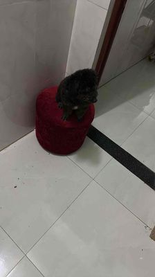 poodle đen. Mua bán Chó tại Huyện Trảng Bom Đồng Nai được đăng bởi Tên chưa cung cấp