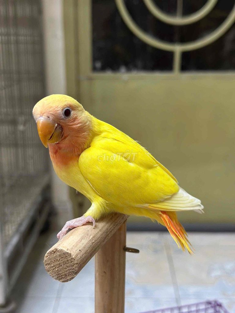 Vẹt lovebird (uyên ương). Mua bán Chim tại Quận 5 Tp Hồ Chí Minh được đăng bởi Nguyễn Ngoc Tuấn hình 1