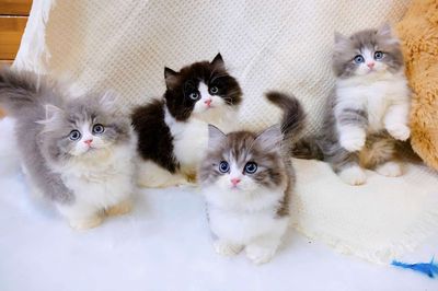 Mèo munchkin chân lùn lông dài siêu xinh siêu yêu