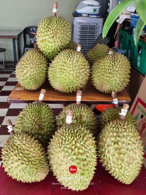 Sầu riêng Ri6 tại vườn thơm đậm