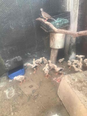 Gà choai con 80k /1 con bay 20 con. Mua bán Gà tại Huyện Châu Thành Tiền Giang được đăng bởi Phan minh bang 