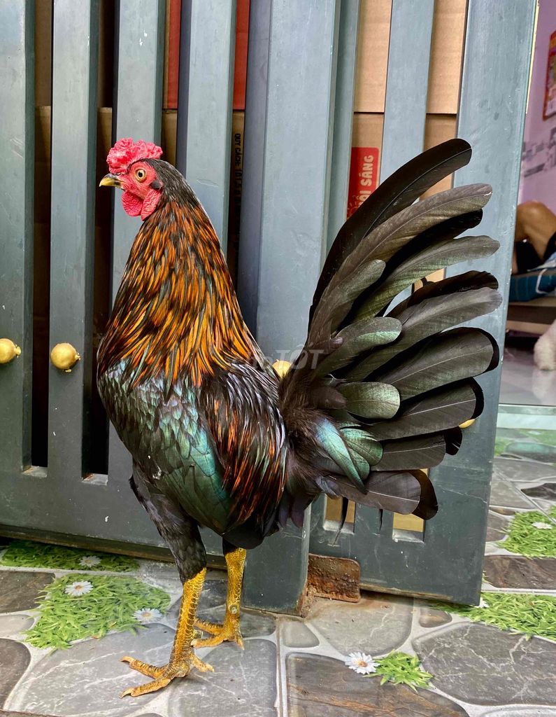 Gà que trạng lên chơi 1kg30000000. Mua bán Gà tại Quận 8 Tp Hồ Chí Minh được đăng bởi Phương quận 8 hình 1