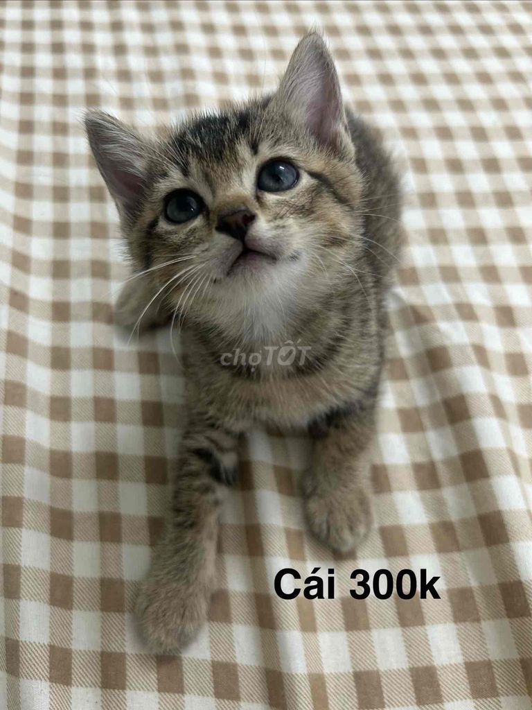 Mèo lai ta cái 2 tháng tuổi. Mua bán Mèo tại Quận 3 Tp Hồ Chí Minh được đăng bởi Phương Nhi hình 1