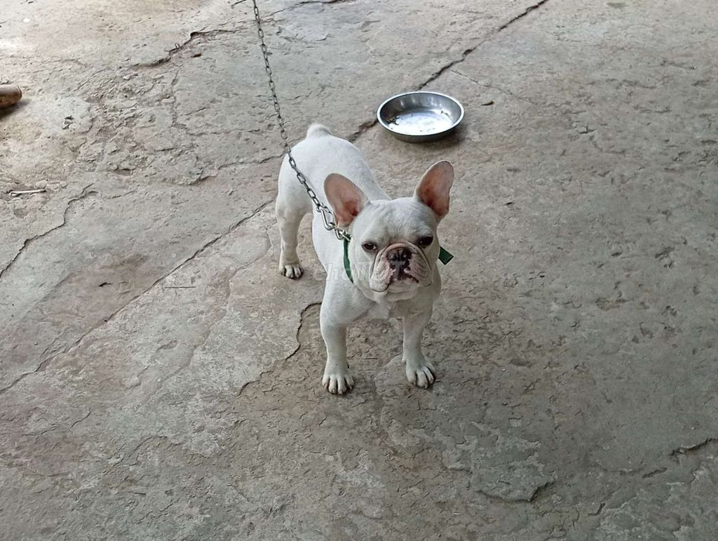 Chó Bull Pháp đực mới lớn. Mua bán Chó tại Quận 3 Tp Hồ Chí Minh được đăng bởi Nhân Rottweiler  hình 1