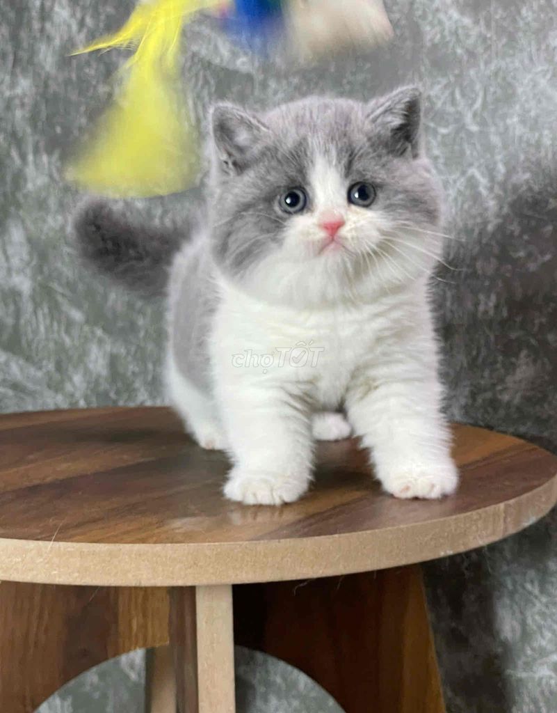 Mèo anh lông ngắn bicolor. Mua bán Mèo tại Quận 10 Tp Hồ Chí Minh được đăng bởi Như Ý hình 1