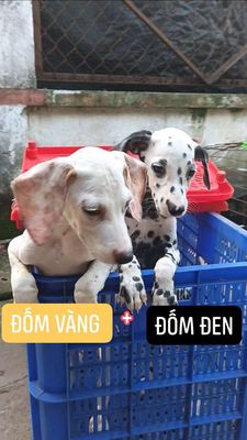 Bán 2con chó đốm Đen + đốm Vàng = 8trieu. Mua bán Chó tại Huyện Củ Chi Tp Hồ Chí Minh được đăng bởi Nguyễn Huy