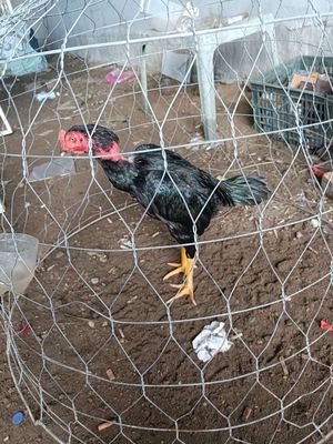 Gà chọi. Mua bán Gà tại Huyện Hòa Vang Đà Nẵng được đăng bởi Duong