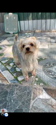 Chó Yorkshire Terrier đực đã tiêm