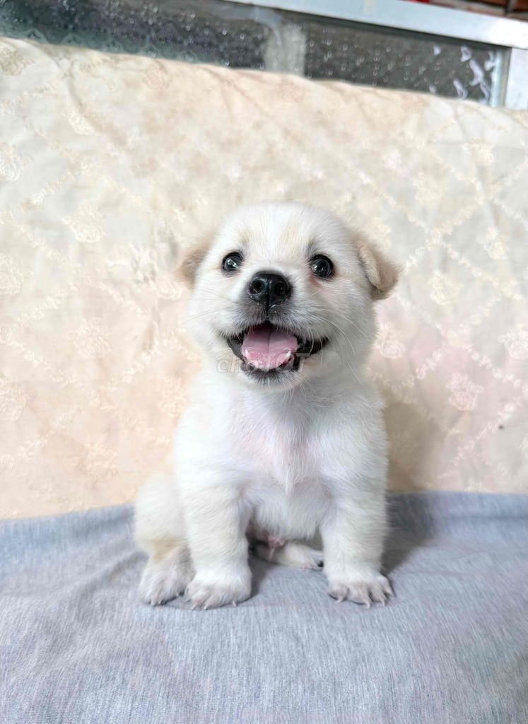 Nhật kiểng mini dễ thương. Mua bán Chó tại Huyện Thống Nhất Đồng Nai được đăng bởi Ngoc Anh  hình 1