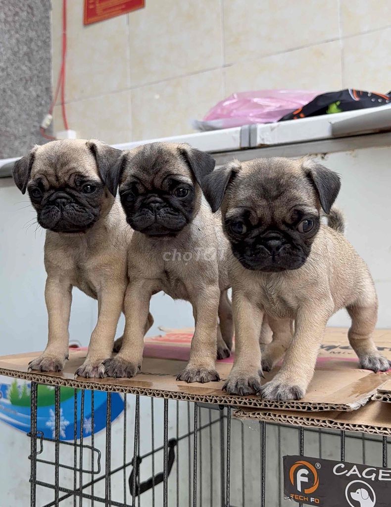 Chó Pug nhiều màu. Mua bán Chó tại Quận Liên Chiểu Đà Nẵng được đăng bởi Pet House hình 1