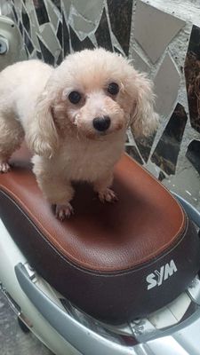Chó Poodle cái 2 lứa đã tiêm