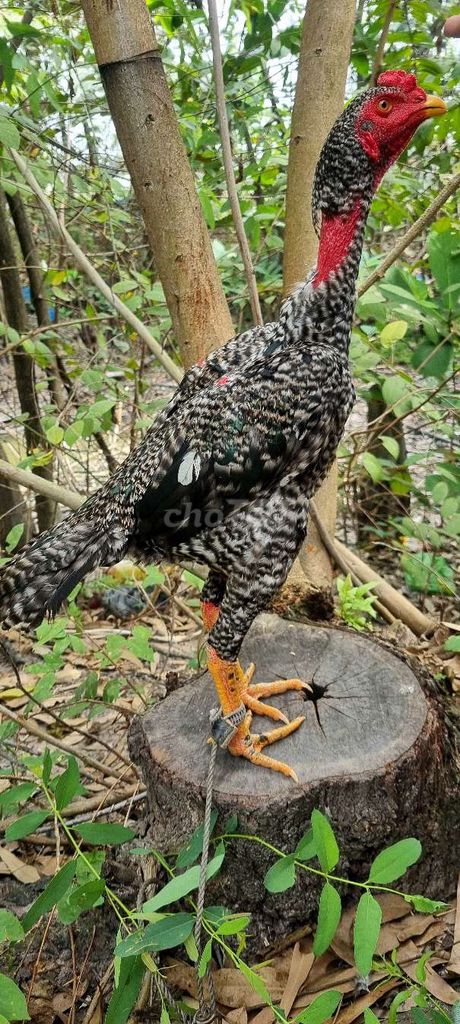 Gà đòn Cú tơ 8 tháng cựa lục đinh. Mua bán Gà tại Huyện Củ Chi Tp Hồ Chí Minh được đăng bởi Chicken Shop  hình 1