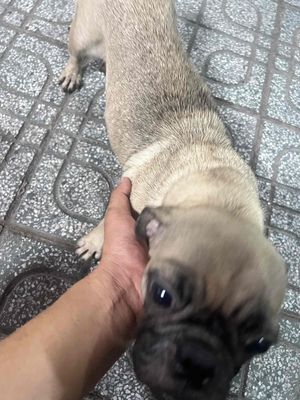 Chó Pug Nâu Cả đàn mẹ và 6 con