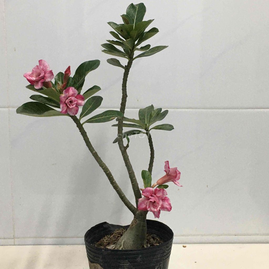sứ hạt. Mua bán Cây cảnh, đồ trang trí tại Quận 7 Tp Hồ Chí Minh được đăng bởi Nga Trần hình 1