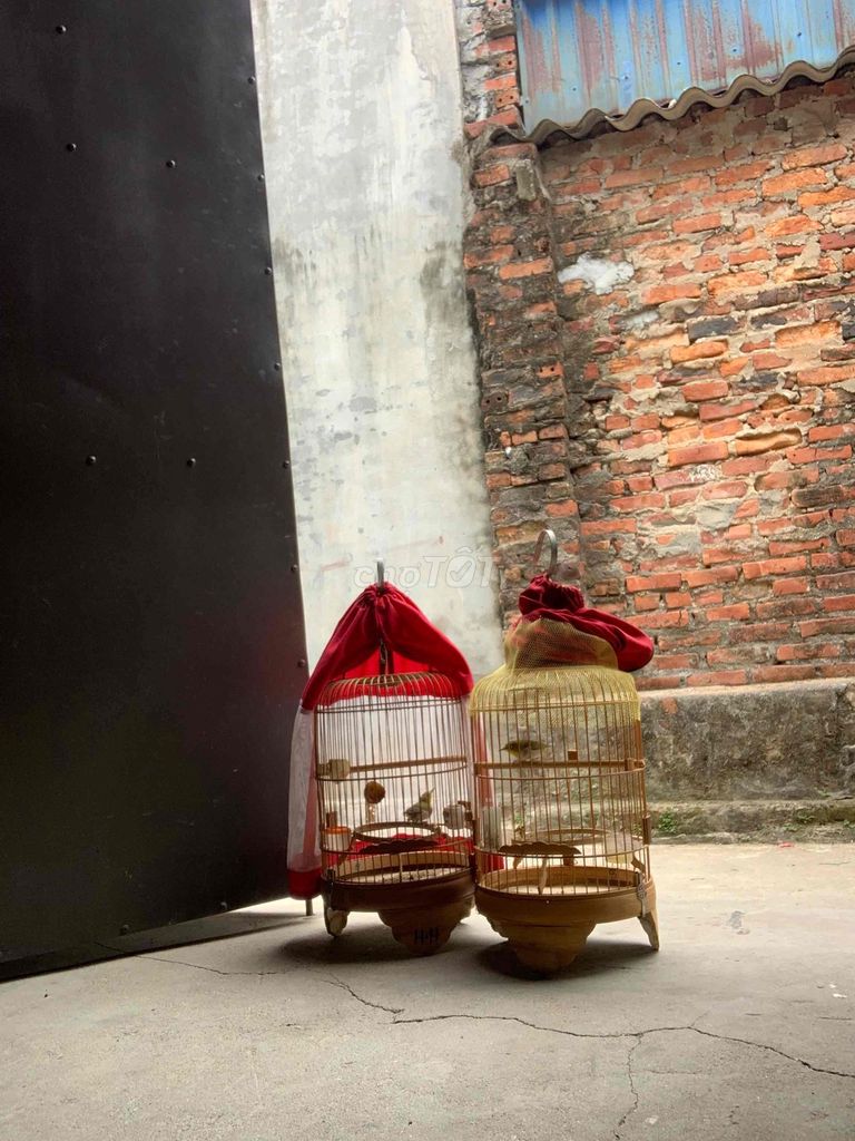 Chim Khuyên bập bẹ líu. Mua bán Chim tại Huyện An Lão Hải Phòng được đăng bởi Hải Ba Số hình 1