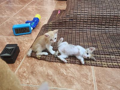 Mèo ta cái 1.5 tháng đã tiêm