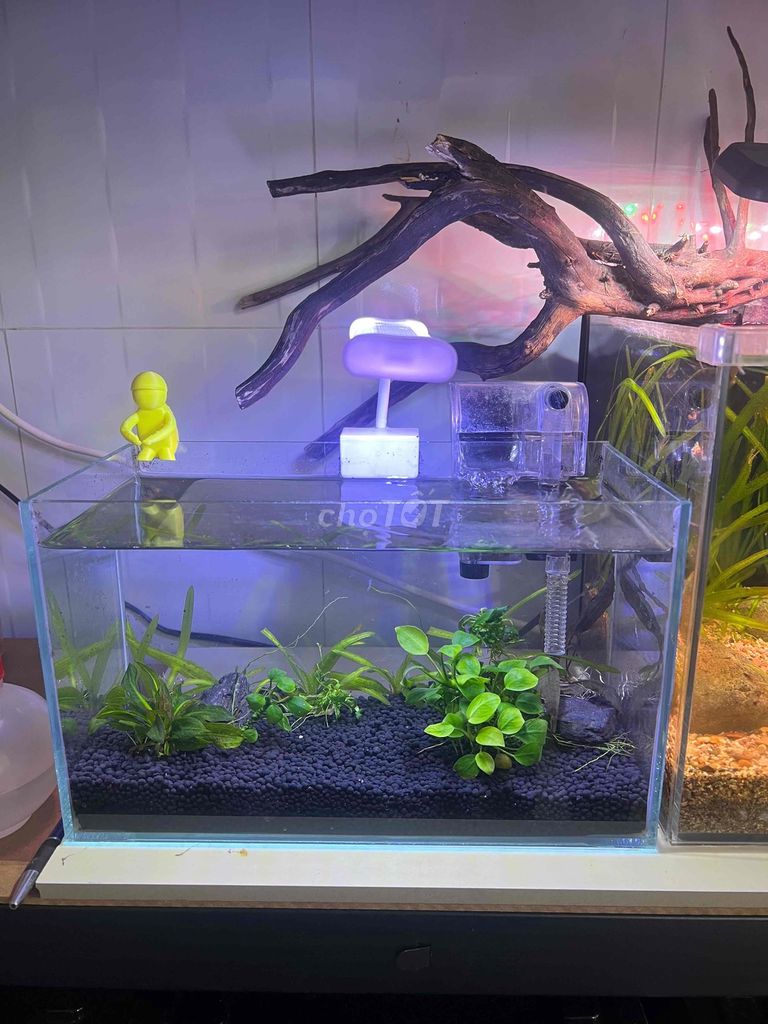 Hồ cá để bàn 30x15x15 cm. Mua bán Thú cưng khác tại Quận Ninh Kiều Cần Thơ được đăng bởi Nhân hình 1