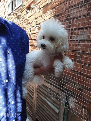 chó Bichonfrise  cái tơ thuần chủng