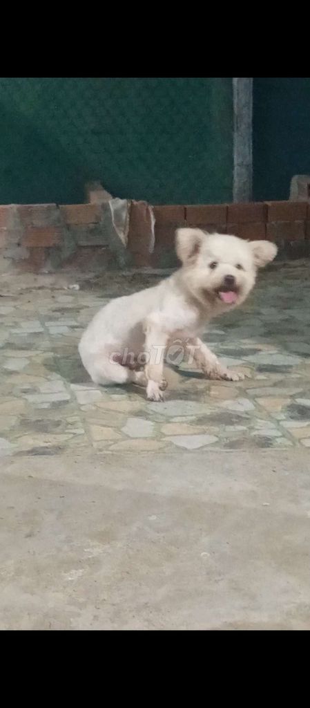 Chó Poodle lai đực Trắng Vĩnh Long. Mua bán Chó tại Huyện Long Hồ Vĩnh Long được đăng bởi HT hình 1