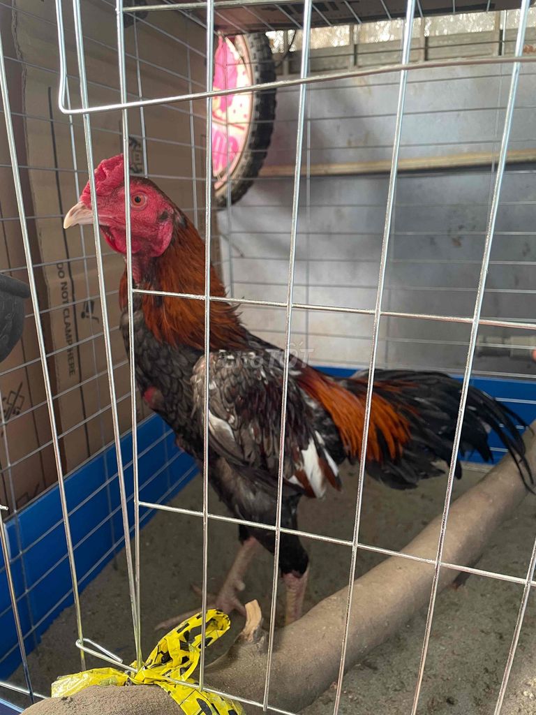 gà tơ chưa mở mỏ. Mua bán Gà tại Quận Hà Đông Hà Nội được đăng bởi Đức Anh Đặng hình 1