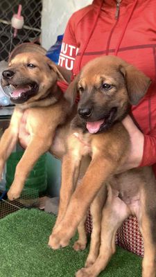 chó becgie lai rottweiler,rất bự con