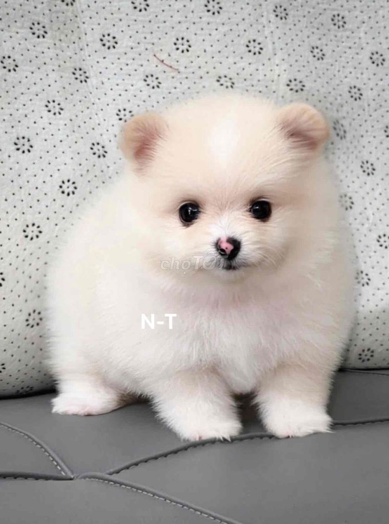 Chó Phốc Sóc trắng đã tiêm vaccine. Mua bán Chó tại Quận Bình Tân Tp Hồ Chí Minh được đăng bởi Trang  hình 1