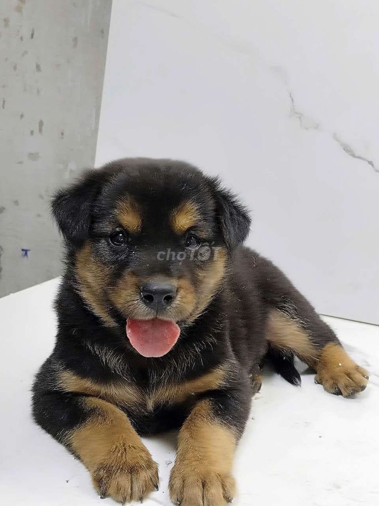 bé Becgie Đức f1 dòng to con. Mua bán Chó tại Quận 6 Tp Hồ Chí Minh được đăng bởi Tiger  hình 1