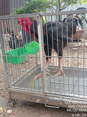 Trống đòn gần 4kg,trống Indo mặt quỷ 2kg đạp mái. Mua bán Gà tại Huyện Bình Chánh Tp Hồ Chí Minh được đăng bởi Thành Ban