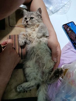 Mình cần gả bé ạ