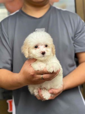 Chó poodle giá rẻ Đà Nẵng thuần chuẩn