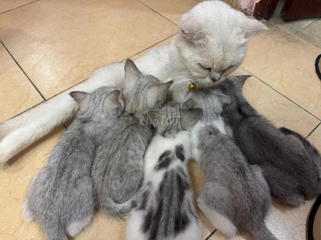 Mèo con Trắng xám 3 tháng. Mua bán Mèo tại Quận 12 Tp Hồ Chí Minh được đăng bởi Tận Tâm hình 1
