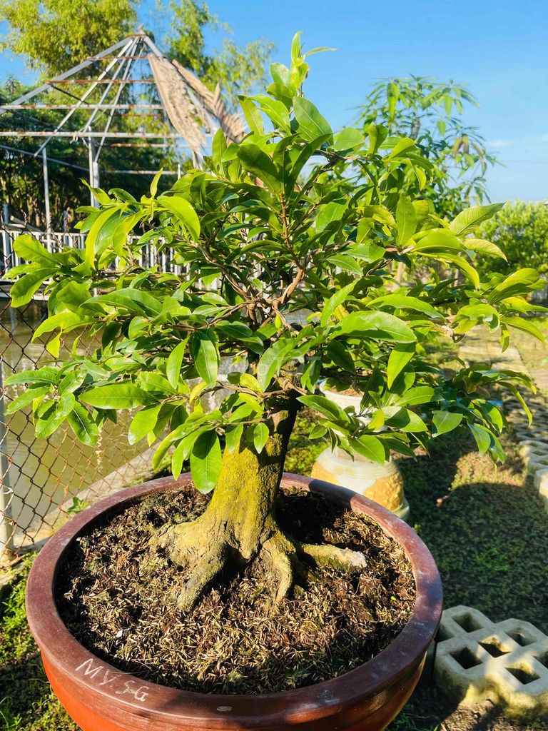 siêu bông Sài Gòn. Mua bán Cây cảnh, đồ trang trí tại Huyện Cần Giuộc Long An được đăng bởi Thanh Sơn hình 1