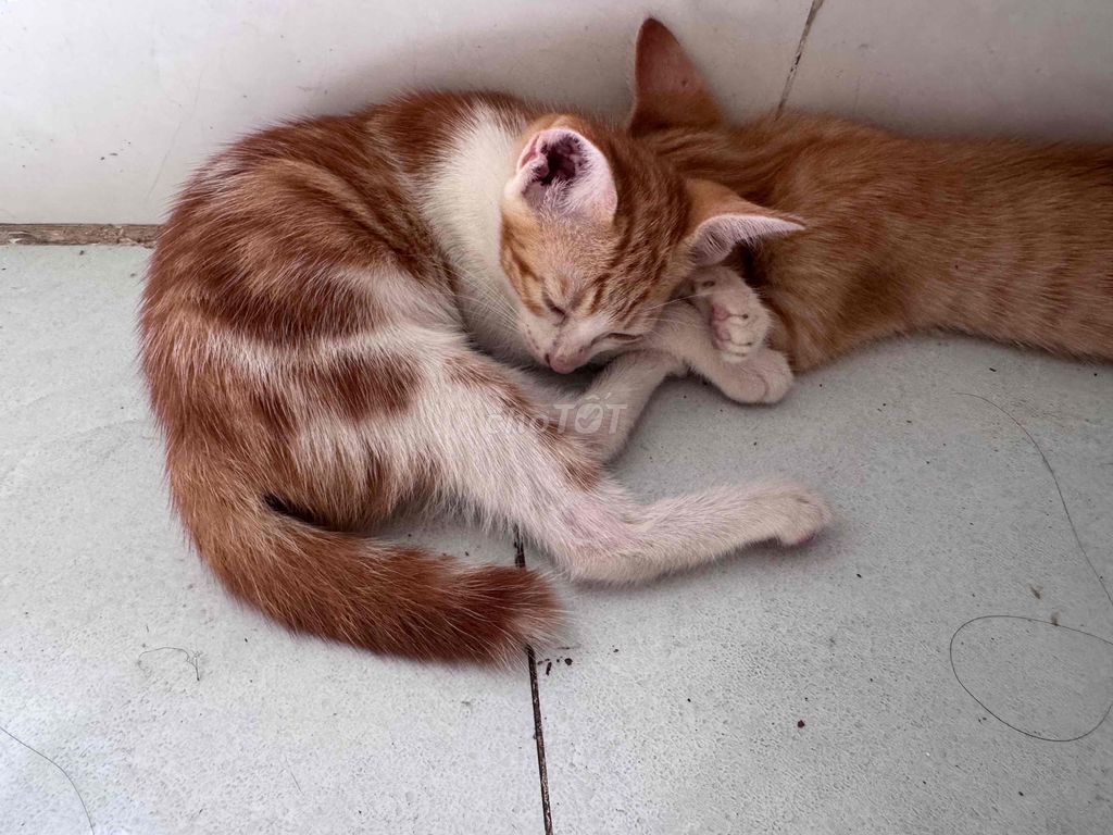 Mèo cái 3 tháng màu cam. Mua bán Mèo tại Huyện Củ Chi Tp Hồ Chí Minh được đăng bởi huỳnh như nguyễn hình 1