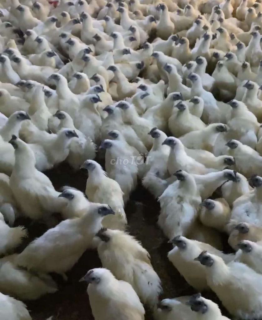 Gà Ác thuần Trắng sắp đẻ. Mua bán Gà tại Quận Long Biên Hà Nội được đăng bởi tổng kho gia dụng  hình 1