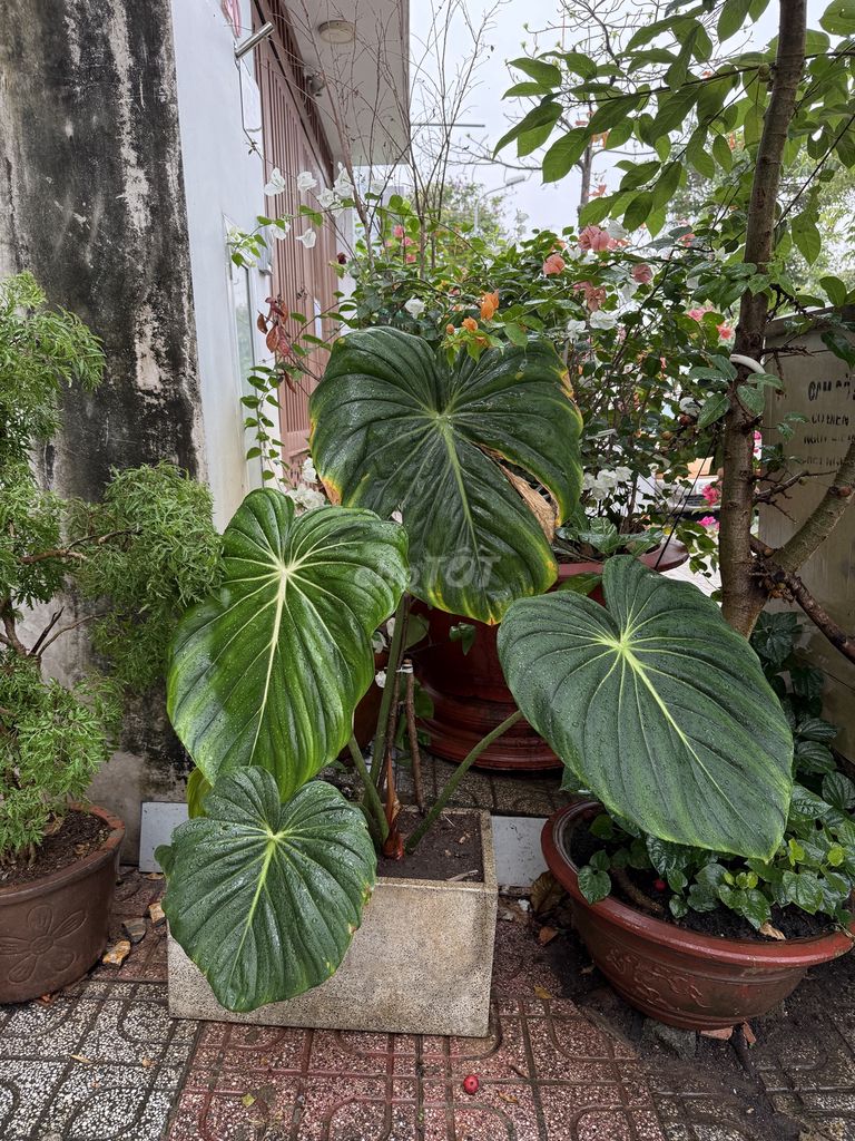 Kiểng lá Philodendron McDowell lá to 50cm