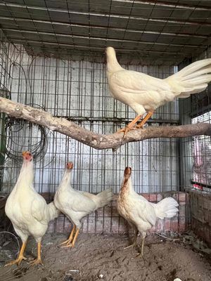 4 con máy nòi tơ. Mua bán Gà tại Thành phố Rạch Giá Kiên Giang được đăng bởi Lý Hảo