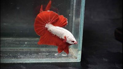 🔥 CÁ BETTA RED DRAGON – VẺ ĐẸP RỒNG LỬA TRONG HỒ K. Mua bán Thú cưng khác tại Thành phố Thủ Đức Tp Hồ Chí Minh được đăng bởi Betta Sales