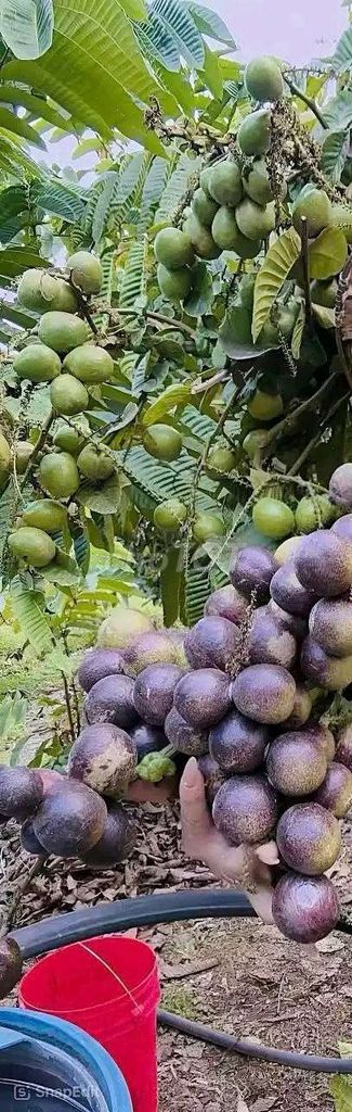 Cây ăn quả Hồng socola 3 mét. Mua bán Cây cảnh, đồ trang trí tại Thị xã Phú Mỹ Bà Rịa - Vũng Tàu được đăng bởi Ren Lo hình 1