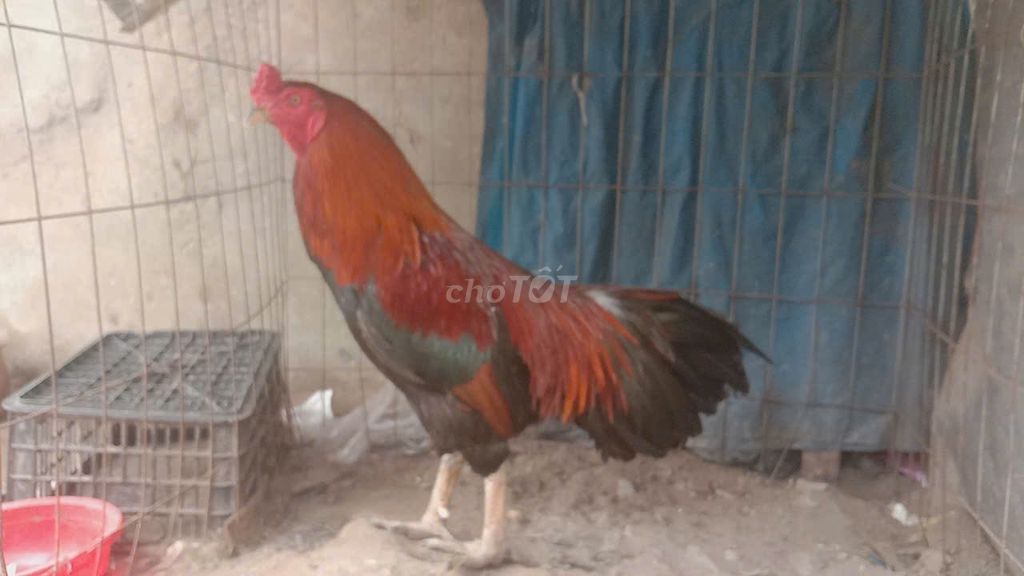 Gà Việt Rặc Điều Xanh 4 Kg Cán Vuông vảy răng cưa. Mua bán Gà tại Huyện Long Hồ Vĩnh Long được đăng bởi tran chi nhan hình 1