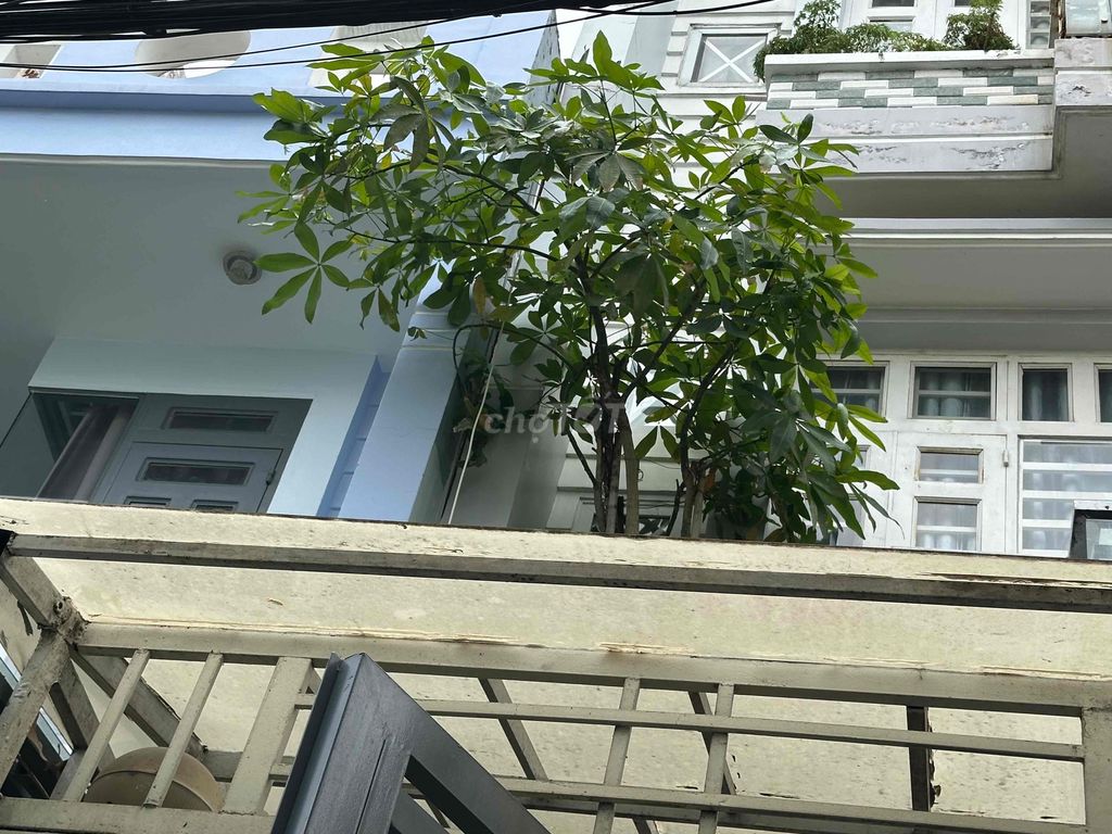 Cây cảnh Kim ngân 3 năm Tươi tốt. Mua bán Cây cảnh, đồ trang trí tại Quận Gò Vấp Tp Hồ Chí Minh được đăng bởi nguyễn khanh 111 hình 1