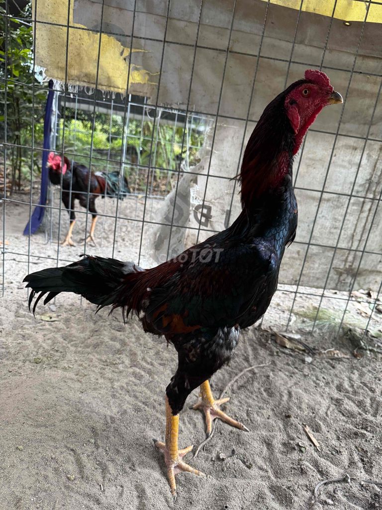 Gà chọi đực gần ráo lông. Mua bán Gà tại Huyện Cam Lâm Khánh Hòa được đăng bởi ABCD hình 1