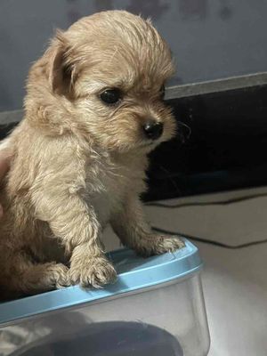 chó Poodle. Mua bán Chó tại Quận 6 Tp Hồ Chí Minh được đăng bởi Trương Mỹ Quân