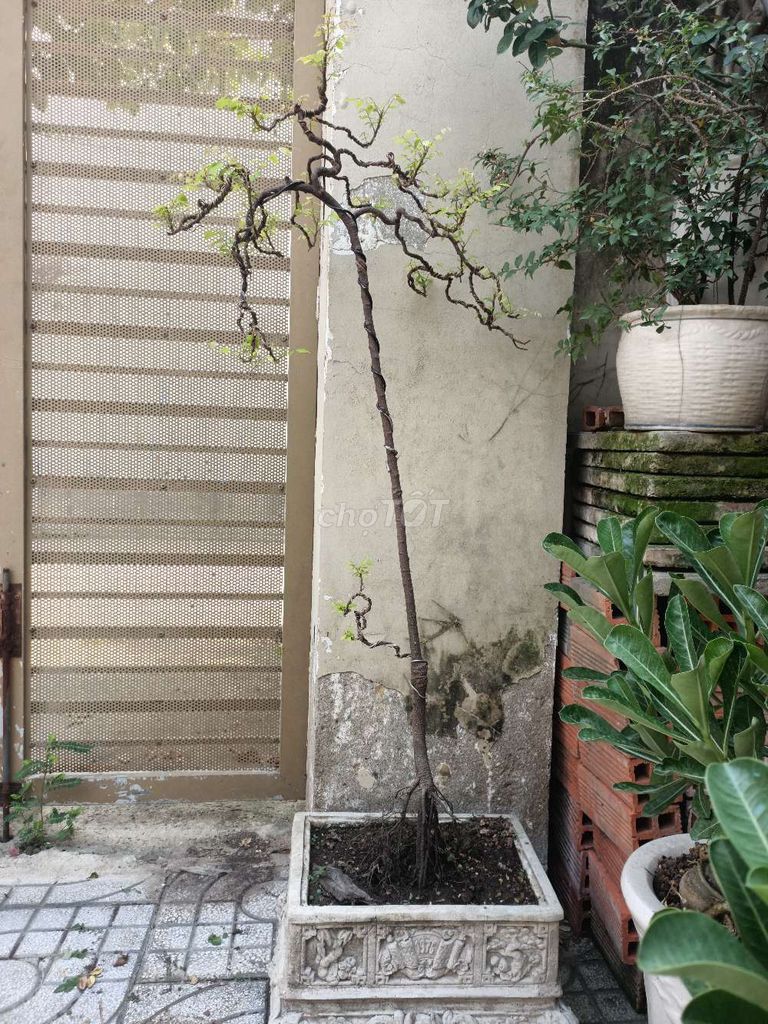 Thanh Lý dọn sân cho gọn. Mua bán Cây cảnh, đồ trang trí tại Huyện Hóc Môn Tp Hồ Chí Minh được đăng bởi Lạc Trôi hình 1