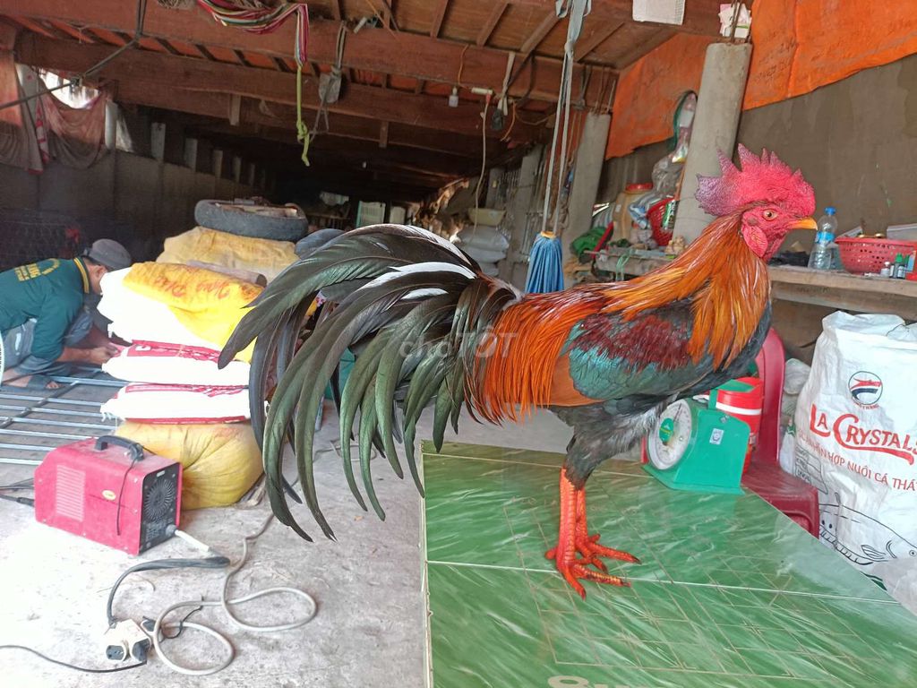 đều  3.2kg tay tròn lông mới. Mua bán Gà tại Huyện Phú Tân An Giang được đăng bởi Vủ kê hình 1