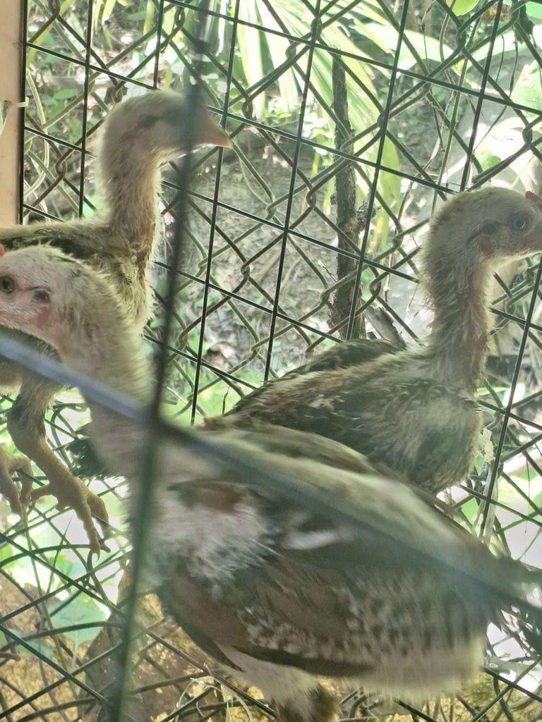 Gà chọi trống mái khỏe mạnh. Mua bán Gà tại Thành phố Mỹ Tho Tiền Giang được đăng bởi Anh vàng hình 1