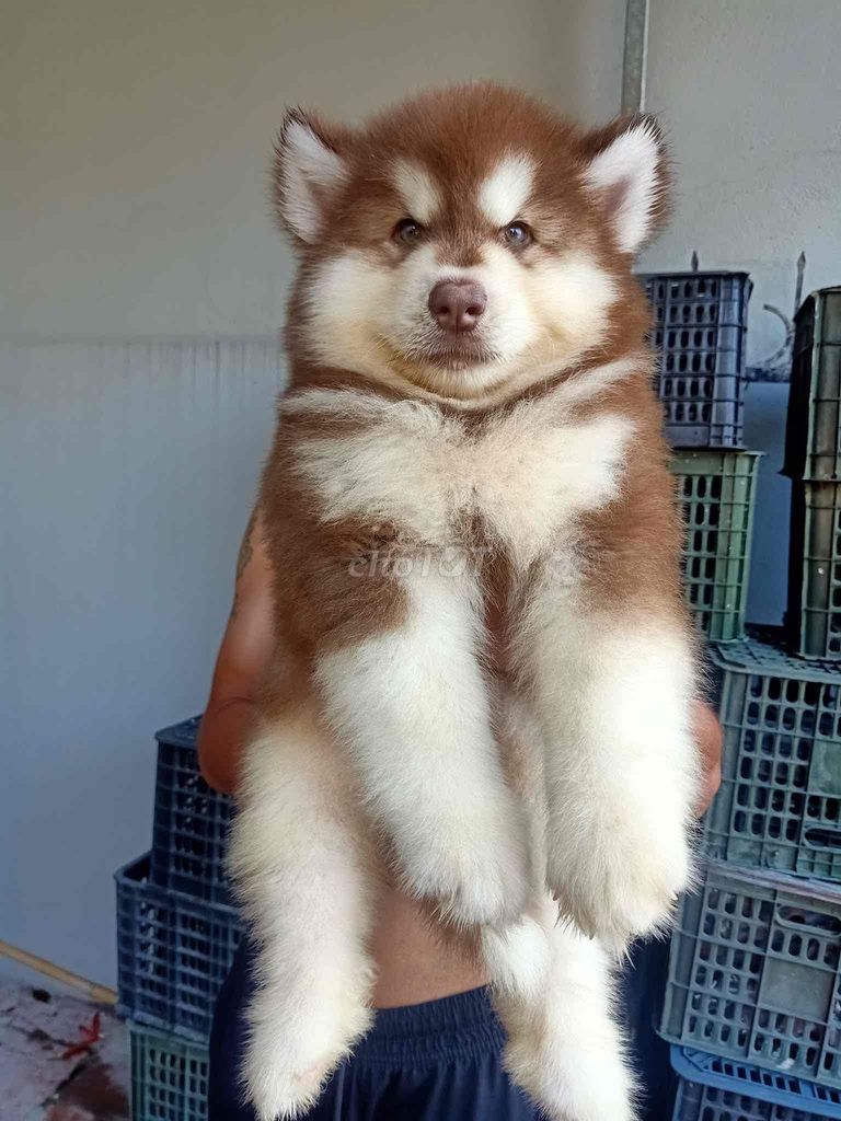 Chó Alaska thuần chủng. Mua bán Chó tại Quận 6 Tp Hồ Chí Minh được đăng bởi Nguyễn Thùy Linh hình 1