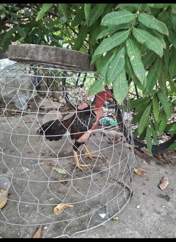Gà chọi Tía 9 tháng 2kg9 cựa dài đòn hay. Mua bán Gà tại Huyện Thanh Trì Hà Nội được đăng bởi Tên chưa cung cấp hình 1