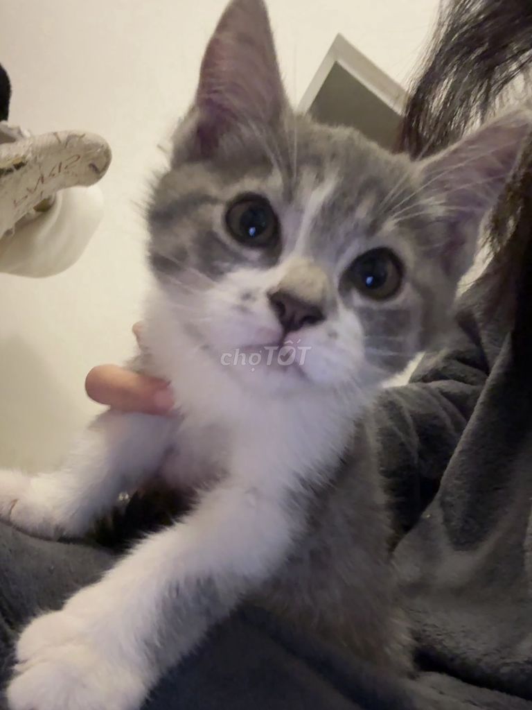Mèo Anh lai ta 3 tháng tuổi. Mua bán Mèo tại Quận Ba Đình Hà Nội được đăng bởi Khánh Vy  hình 1